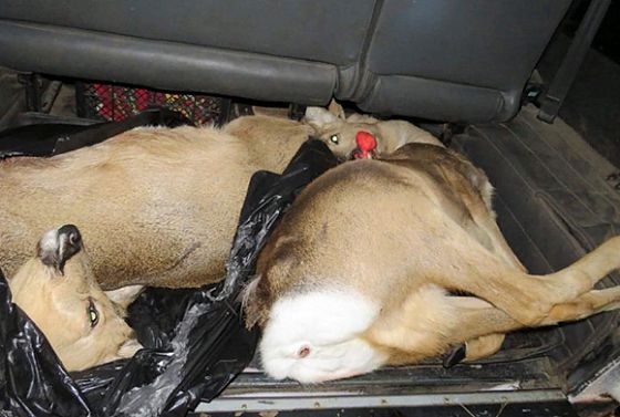 В Пензенской области браконьеры убили двух косуль