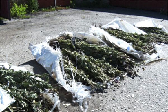 Жительница Сердобского района вырастила у дома 115 кустов мака