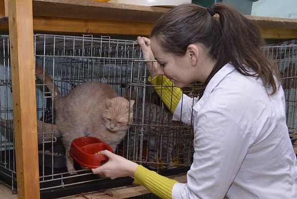 Пензенский фонд помощи кошкам и собакам готов к чипированию 