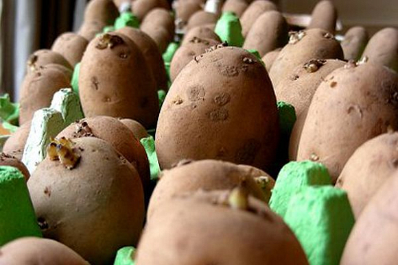 В Пензе на фестивале «Агро-fest» можно приобрести семенной картофель по доступным ценам