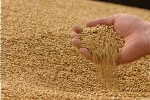 В Нижнеломовском районе со склада украли 360 кг пшеницы