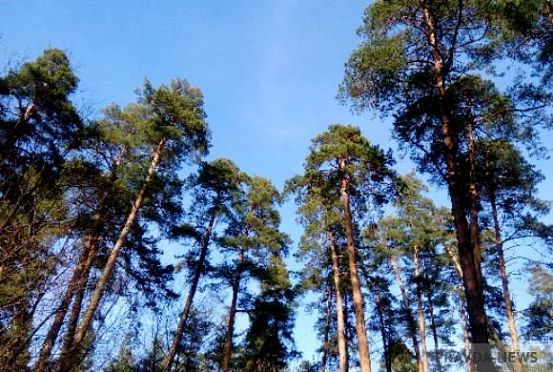 В Пензенской области выявили два факта незаконной рубки деревьев
