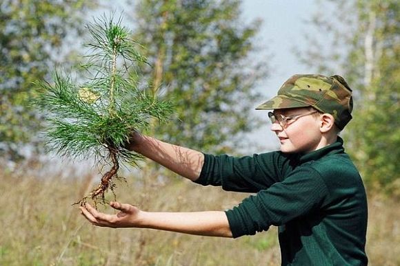 В Пензе заложат питомник из саженцев сосны