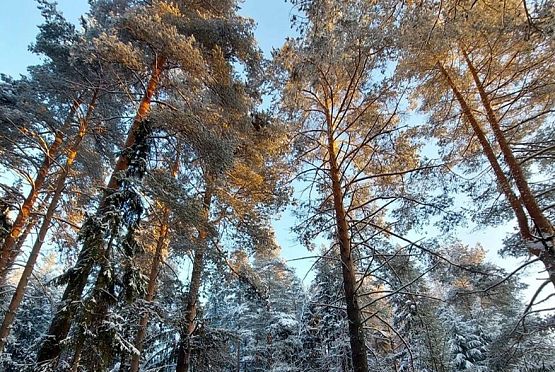 В Пензенской области провели лесовосстановление на площади более 1000 га