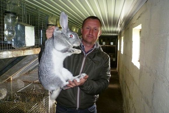 В Белинском районе фермер растит кроликов под классическую музыку