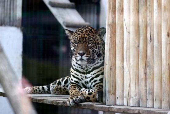 В Пензе изменится работа зоопарка с 17 февраля