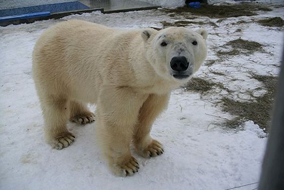 В пензенском зоопарке белого медведя показательно накормят десертом