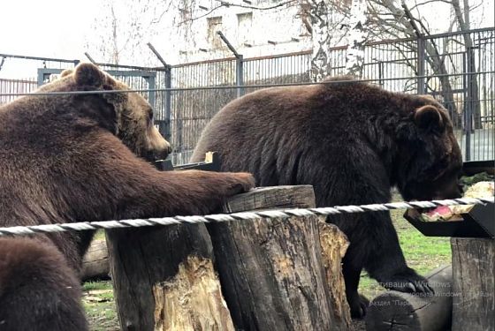 Пензенский зоопарк приглашает жителей на День рождения братьев-медведей