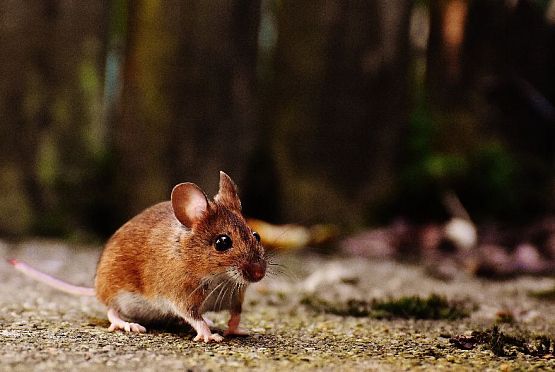 Пензенцев предупредили о нашествии мышей в квартиры и дома
