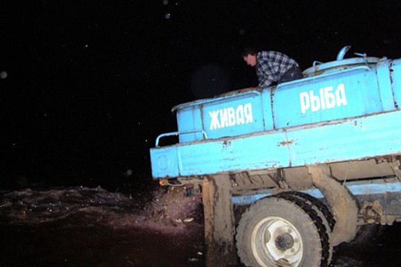 В Пензенское водохранилище выпустили 663 кг толстолобика