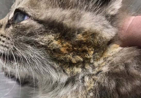 Зоозащитники: В Пензе подожгли котенка