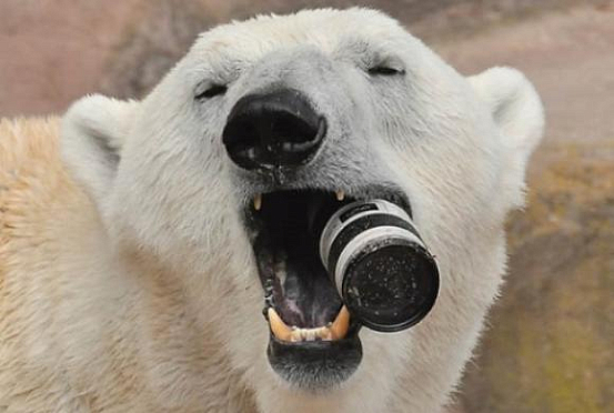 Пензенцев приглашают в зоопарк на день рождения белого медведя