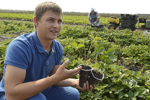Молодой предприниматель выращивает под Н. Ломовом землянику в промышленных объемах