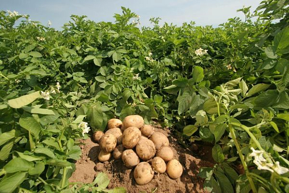 В Пензенской области поддержат картофелеводов