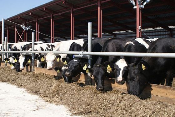 В Сосновоборском районе за 6 мес. произведено более 3 тыс. тонн молока