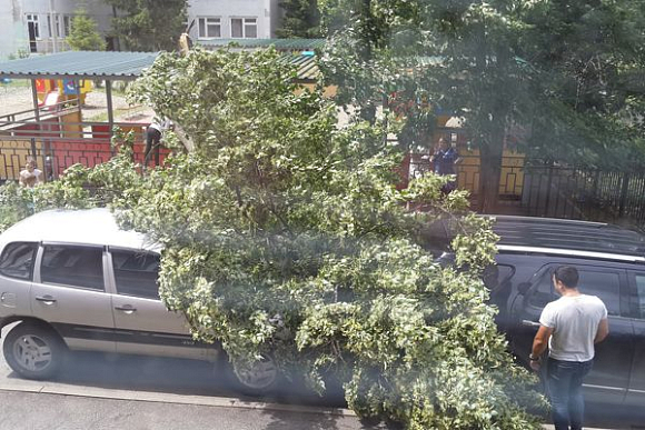 В Пензе дерево с территории детсада рухнуло на две машины