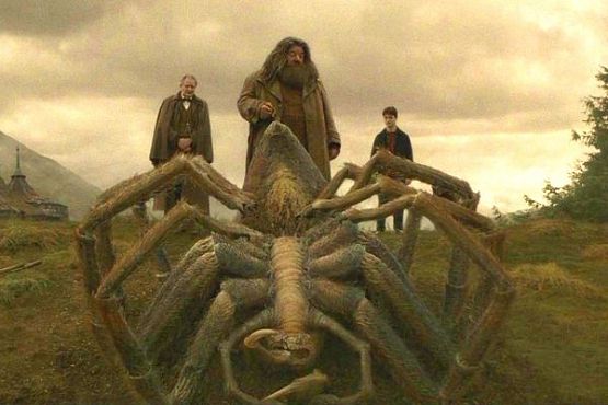 В Кузнецке поймали «паука» из саги о «Гарри Поттере»