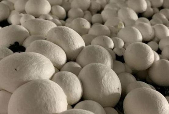 В Сердобском районе собрали первый урожай грибов