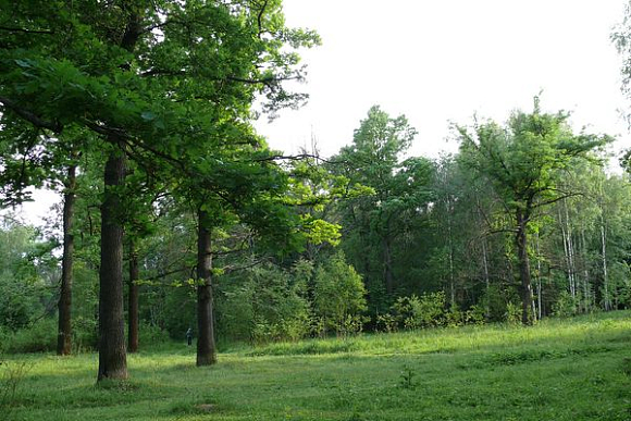 В Пензенской области увеличивается площадь лесных насаждений