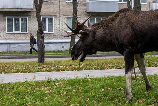 Лоси слизывают соль с автодорог Пензенской области