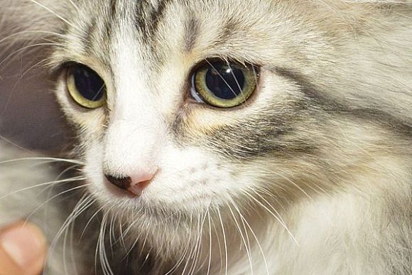 В Пензе мужчина спас раненую кошку на дороге — соцсети