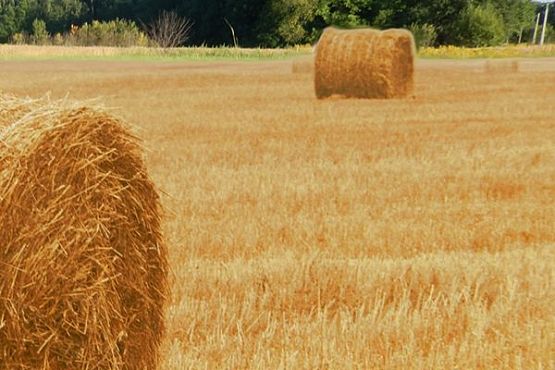 В Пензенской области заготовлено 442 тыс. тонн сена