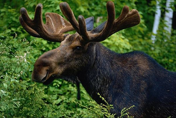 2 ДТП с лосями нанесли охотничьему фонду ущерб в 80 тыс. рублей