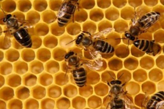 В Пензе обсудили проблемы пчеловодов