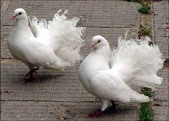 В Пензе совершена кража 12 голубей