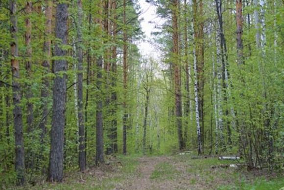 В пензенских лесах посчитают вредителей