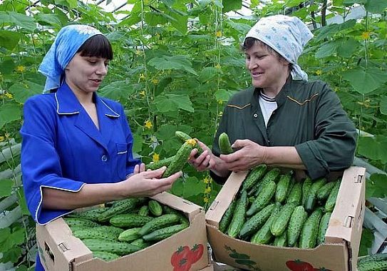 Пензенских овощеводов могут включить в госпрограмму поддержки сельхозпроизводителей