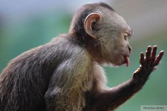 Пензенцев приглашают в зоопарк на показательное кормление обезьян