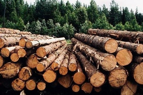 Кузнецкие школьники предлагают пустить низкосортную древесину на метанол