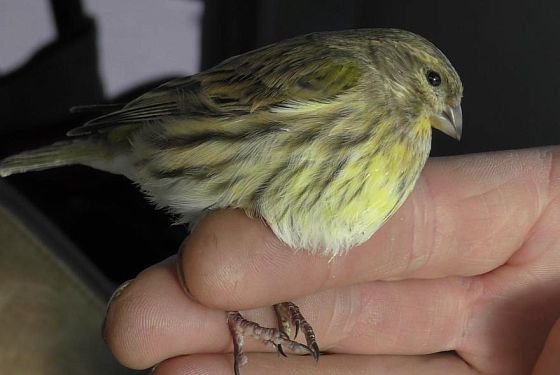 Пензенские зоологи обнаружили новый вид птиц