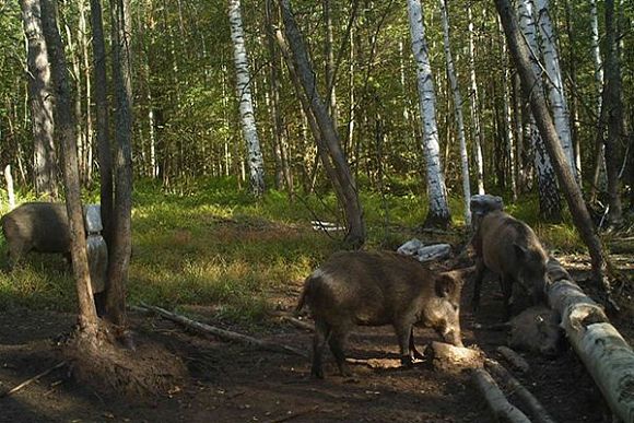В Белинском районе четверо браконьеров охотились на кабана