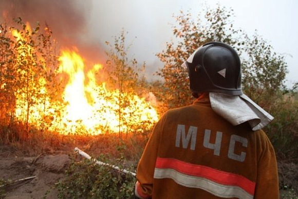 В Пензенской области огонь уничтожил 20 гектаров леса