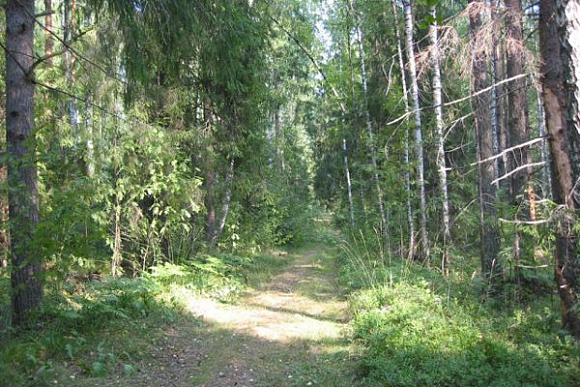 В Никольском лесхозе отремонтировали 23 км лесных дорог и 20 км просек
