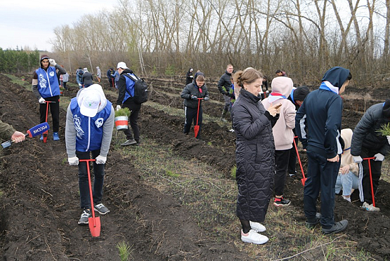 В Пензенском районе в память о героях высадили 6 тысяч сосен