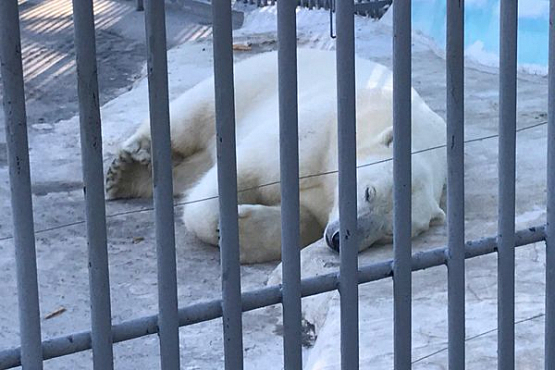 В Пензенском зоопарке рассказали о «клаустрофобии» Белого