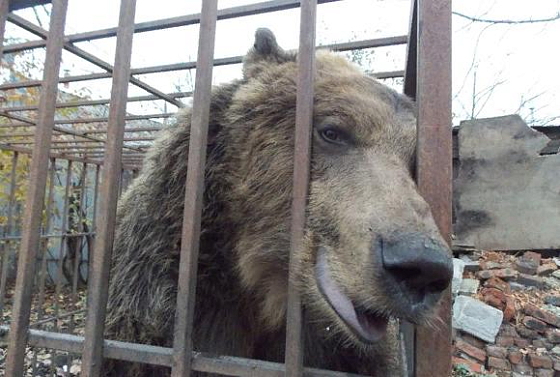 В Пензе медведя пытаются сдать в добрые руки