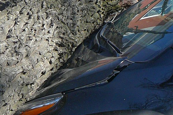 В Пензе на ул. Лермонтова на Toyota Highlander рухнул дуб