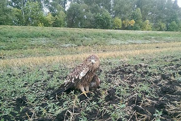 Пензенец на трассе нашел орла со сломанным крылом