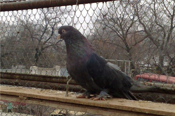 В Городищенском районе будут судить похитителя породистых голубей