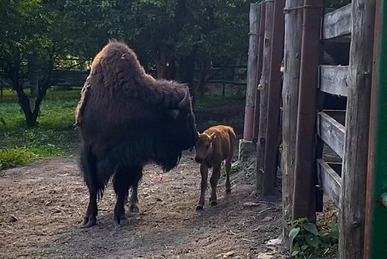 В Пензе не могут придумать имя малышу бизона