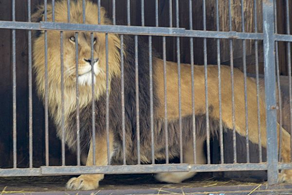 Иссинцы испугались «сбежавшего» из передвижного зоопарка льва