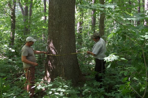 В Пензенской области 600-летнее дерево могут признать памятником живой природы