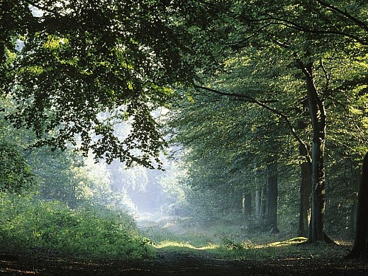 Арендаторы лесов в Пензенской области должны бюджету 4,3 млн. рублей