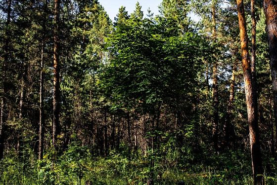 Пензенцев предупреждают о ядовитых пауках в лесах