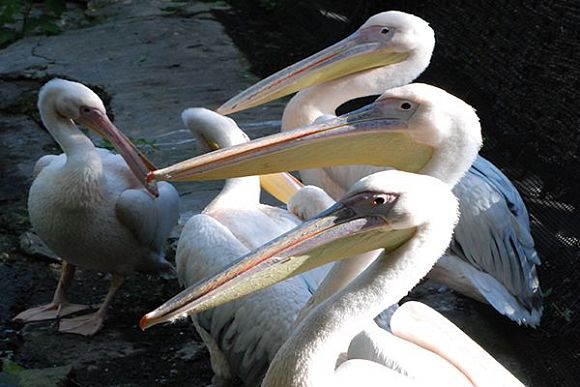 Пензенский зоопарк приглашает посетителей на кормление пеликанов
