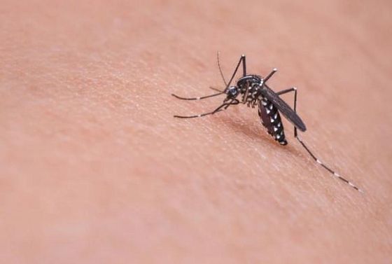   Роспотребнадзор предупреждает  о комарах-разносчиках опасной болезни 